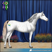Horse Color:Red Dun Leopard 