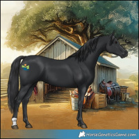 Horse Color:Black 