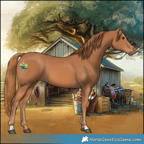 Horse Color:Chestnut 