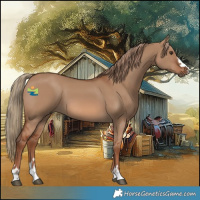 Horse Color:Red Dun