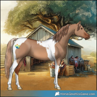Horse Color:Red Dun Tobiano 