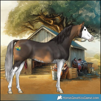 Horse Color:Buckskin Splash