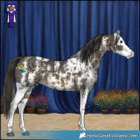 Horse Color:Liver Chestnut Sabino Splash Appaloosa  and Buckskin Sabino 