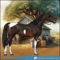 Horse Color:Gray Bay Tobiano 