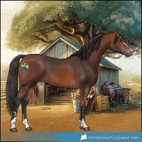Horse Color:Bay 