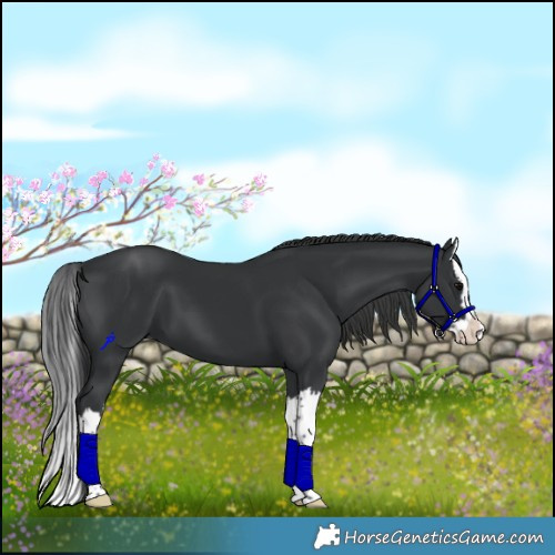 Horse Color:Black Splash 