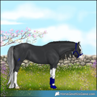 Horse Color:Black Splash