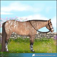 Horse Color:Bay Dun Blanket  and Bay Dun 