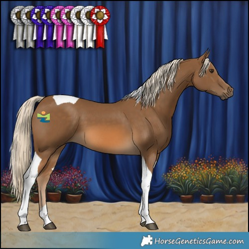 Horse Color:Chocolate Palomino Tobiano 