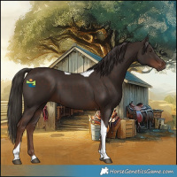 Horse Color:Liver Chestnut Tobiano 