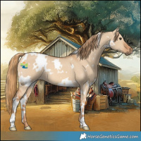 Horse Color:White Spotted Red Dun 