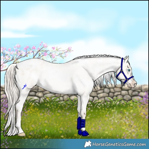 Horse Color:White Spotted Chocolate Palomino Roan Pearl Dun Appaloosa Rabicano