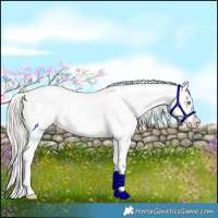 Horse Color:White Spotted Chocolate Palomino Roan Pearl Dun Varnish Rabicano 