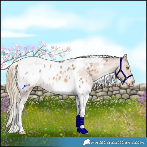 Horse Color:White Spotted Liver Chestnut Pearl Tobiano Appaloosa