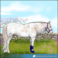Horse Color:White Spotted Liver Chestnut Pearl Tobiano Appaloosa