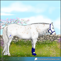 Horse Color:White Spotted Liver Chestnut Snowdrop Pearl Tobiano Appaloosa 