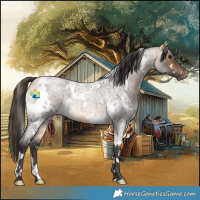 Horse Color:White Spotted Buckskin Roan 