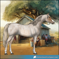 Horse Color:Chocolate Palomino Roan 
