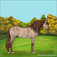 Horse Color:Liver Red Dun  and Red Dun 