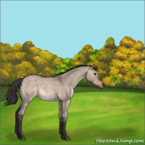 Horse Color:Brown Roan Dun 