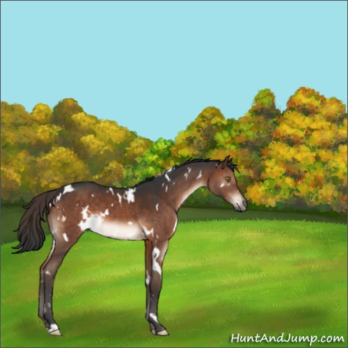 Horse Color:White Spotted Brown 