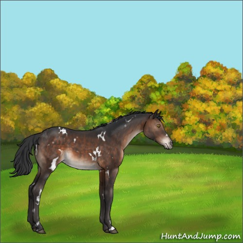 Horse Color:White Spotted Brown Sabino 