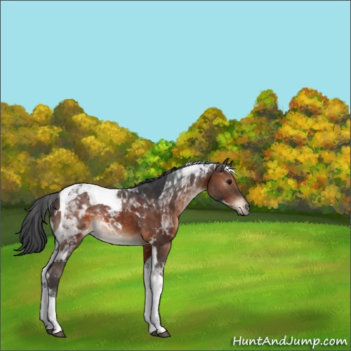 Horse Color:Brown Tobiano 