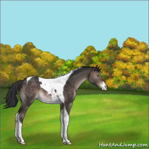 Horse Color:Brown Sabino Tobiano 