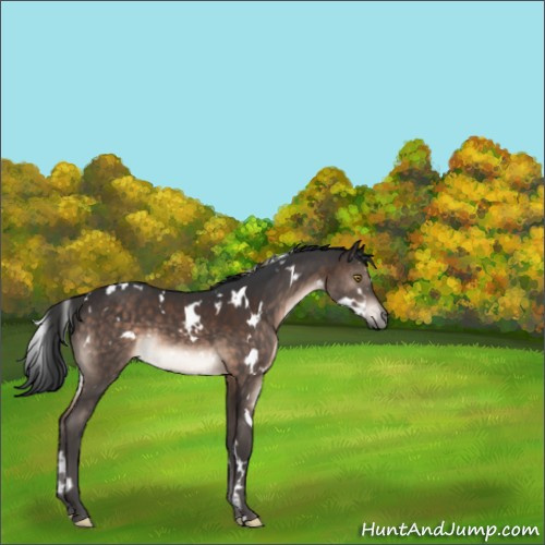 Horse Color:White Spotted Brown 