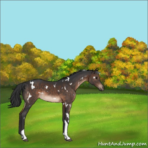 Horse Color:White Spotted Brown Tobiano 