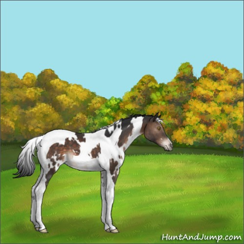 Horse Color:White Spotted Brown Tobiano 