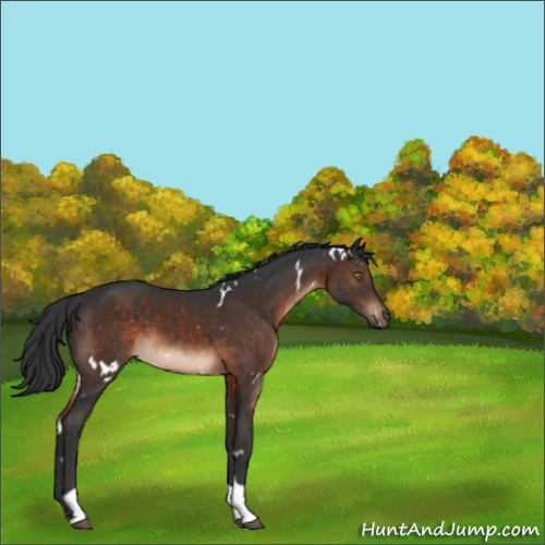 Horse Color:White Spotted Brown Tobiano 