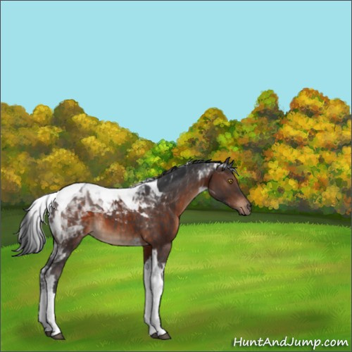 Horse Color:Brown Tobiano 