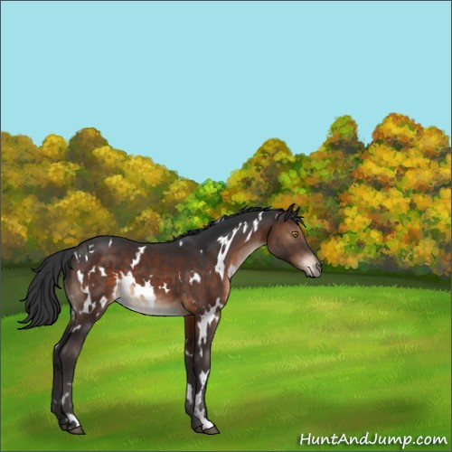 Horse Color:White Spotted Brown 