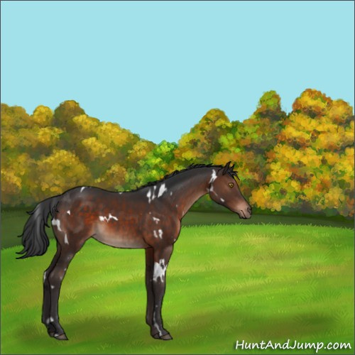 Horse Color:White Spotted Brown 