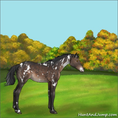 Horse Color:White Spotted Brown 