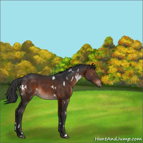 Horse Color:White Spotted Brown Sabino 