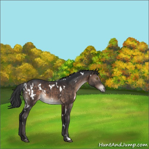 Horse Color:White Spotted Brown 