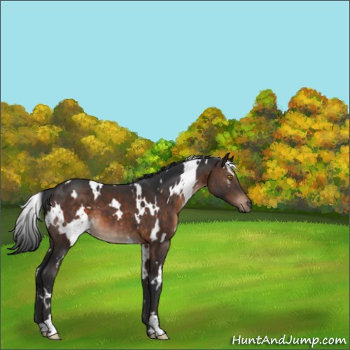Horse Color:White Spotted Brown 