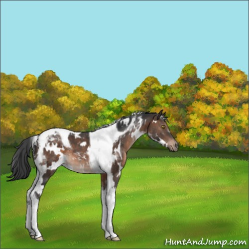 Horse Color:White Spotted Brown Tobiano 