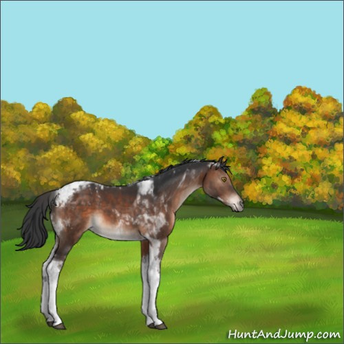 Horse Color:Brown Tobiano 