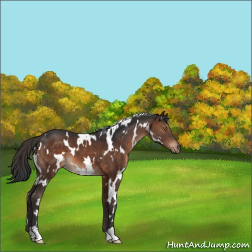 Horse Color:White Spotted Brown 