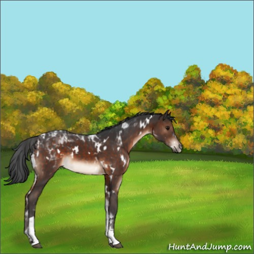 Horse Color:White Spotted Brown Tobiano 