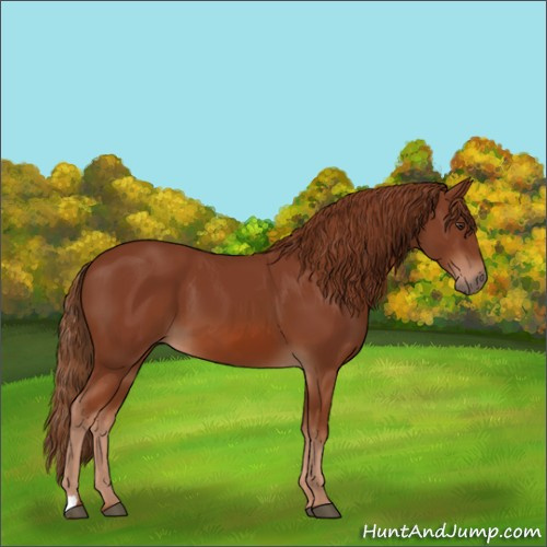 Horse Color:Chestnut 