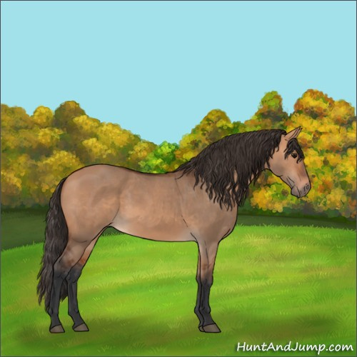 Horse Color:Bay Dun 