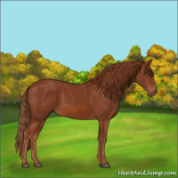 Horse Color:Chestnut 