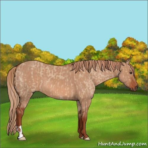 Horse Color:Red Dun  and Red Dun 