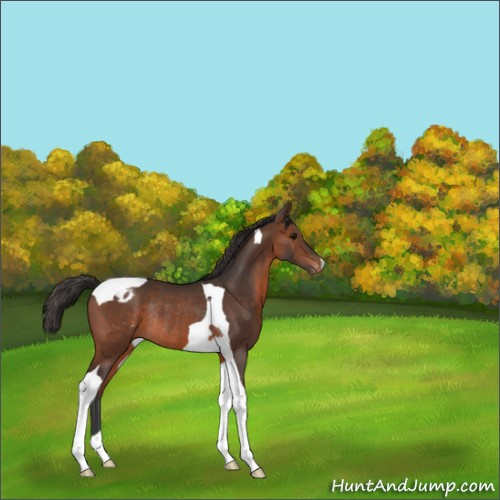 Horse Color:Brown Tobiano Appaloosa Rabicano 