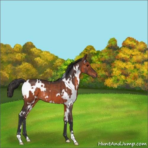 Horse Color:White Spotted Brown Rabicano 