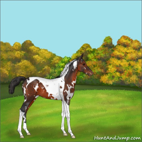 Horse Color:White Spotted Brown Tobiano Appaloosa 